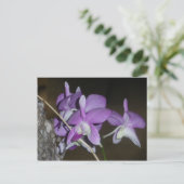 Carte Postale Orchid thaïlandais (Debout devant)