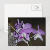Carte Postale Orchid thaïlandais (Devant / Derrière)