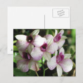 Carte postale Orchideas, personnaliser (Devant / Derrière)