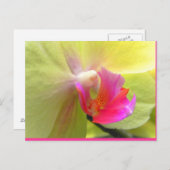 Carte Postale Orchidée (Devant / Derrière)