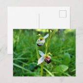 Carte Postale Orchidée (Devant / Derrière)