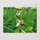 Carte Postale Orchidée (Devant)