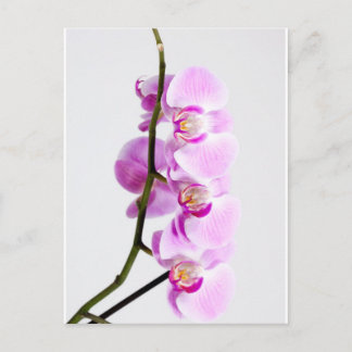 Carte Postale orchidée
