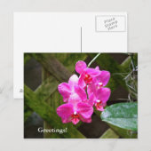 Carte postale - Orchidée (Devant / Derrière)