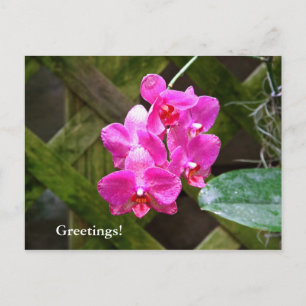 Carte postale - Orchidée