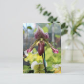 Carte postale orchidée (Debout devant)
