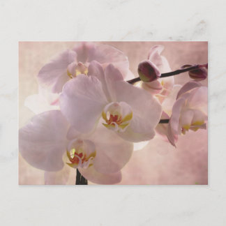 Carte postale orchidée