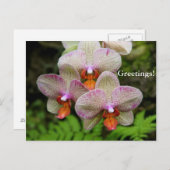 Carte postale - Orchidée (Devant / Derrière)