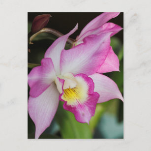 Carte Postale orchidée