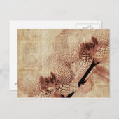 carte postale orchidée (Devant / Derrière)