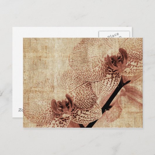 carte postale orchidée (Devant / Derrière)