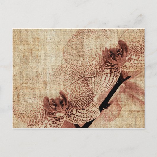 carte postale orchidée (Devant)