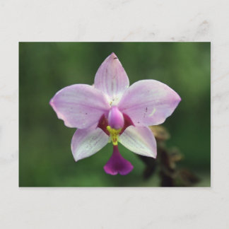 Carte postale orchidée