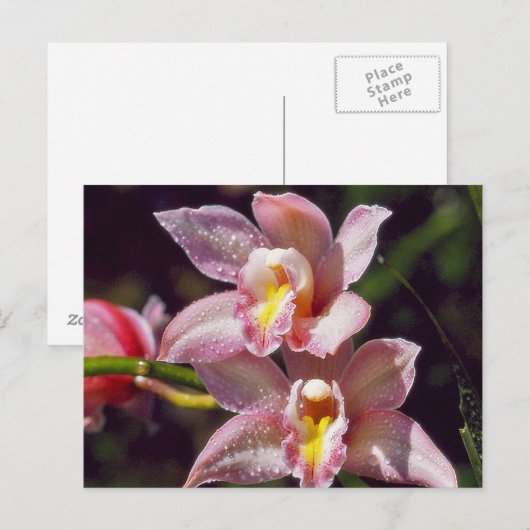 Carte postale orchidée (Devant / Derrière)