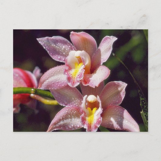 Carte postale orchidée (Devant)