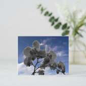Carte Postale Orchidée (Debout devant)
