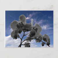 Orchidée