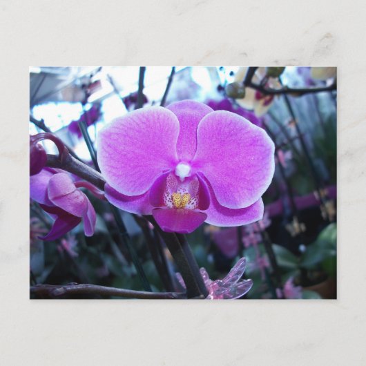 Carte Postale Orchidée (Devant)