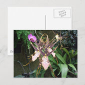 Carte Postale Orchidée (Devant / Derrière)