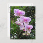 Carte Postale Orchidée (Devant / Derrière)