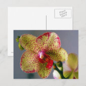 Carte Postale Orchidée (Devant / Derrière)