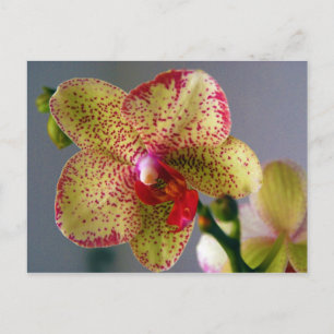 Carte Postale Orchidée
