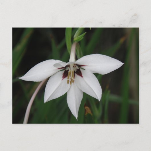 Carte postale orchidée (Devant)