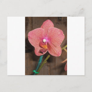 Carte Postale Orchidée