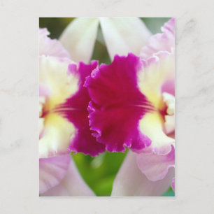 Carte Postale Orchidée