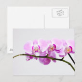 Carte Postale orchidée (Devant / Derrière)