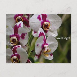 Carte postale - Orchidée