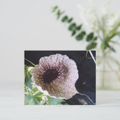 Carte Postale Orchidée (Debout devant)