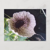 Carte Postale Orchidée (Devant)