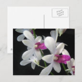 Carte Postale Orchidée 1 (Devant / Derrière)