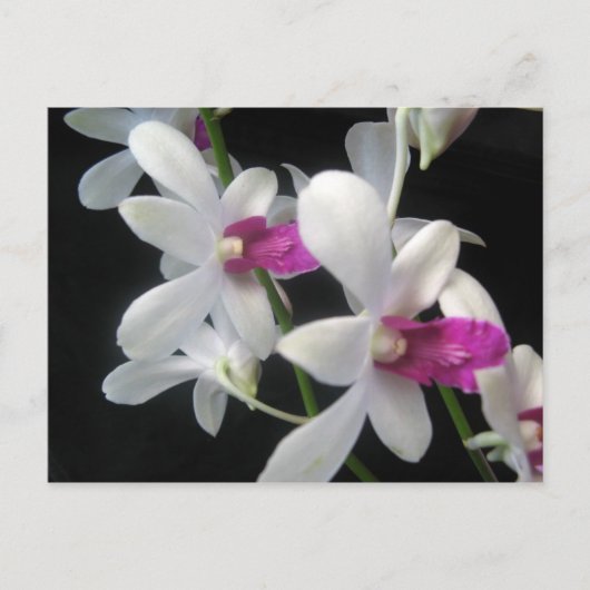 Carte Postale Orchidée 1 (Devant)