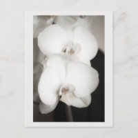 Orchidée 8931