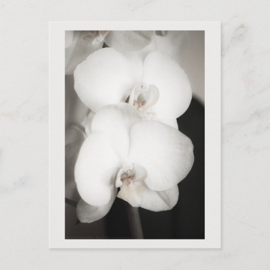 Carte Postale Orchidée 8931 (Devant)