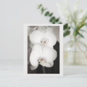 Carte Postale Orchidée 8931 (Debout devant)