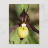 Carte Postale Orchidée à glissière (Devant)