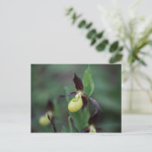 Carte Postale Orchidée à glissière (Cypripedium calceolus) (Debout devant)