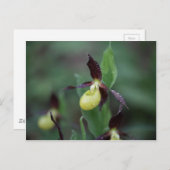 Carte Postale Orchidée à glissière (Cypripedium calceolus) (Devant / Derrière)