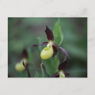 Carte Postale Orchidée à glissière (Cypripedium calceolus)