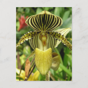 Carte Postale Orchidée à rayures de zèbre jaune