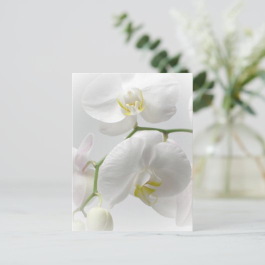 Carte Postale Orchidée blanche (Debout devant)