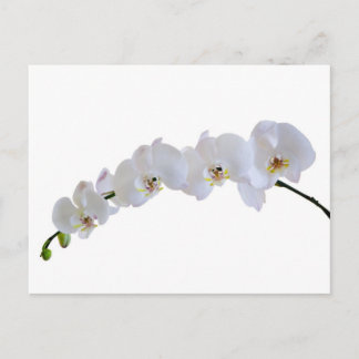 Carte Postale Orchidée blanche