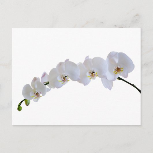 Carte Postale Orchidée blanche (Devant)