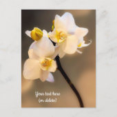 Carte postale orchidée blanche (Devant)