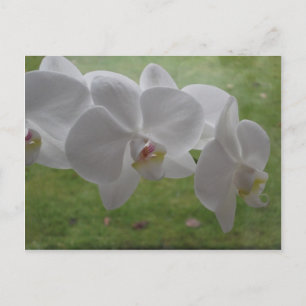 Carte postale Orchidée blanche