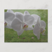 Carte postale Orchidée blanche (Devant)