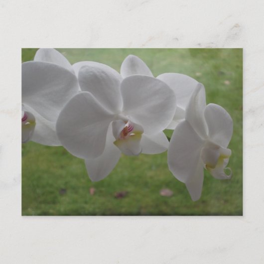 Carte postale Orchidée blanche (Devant)
